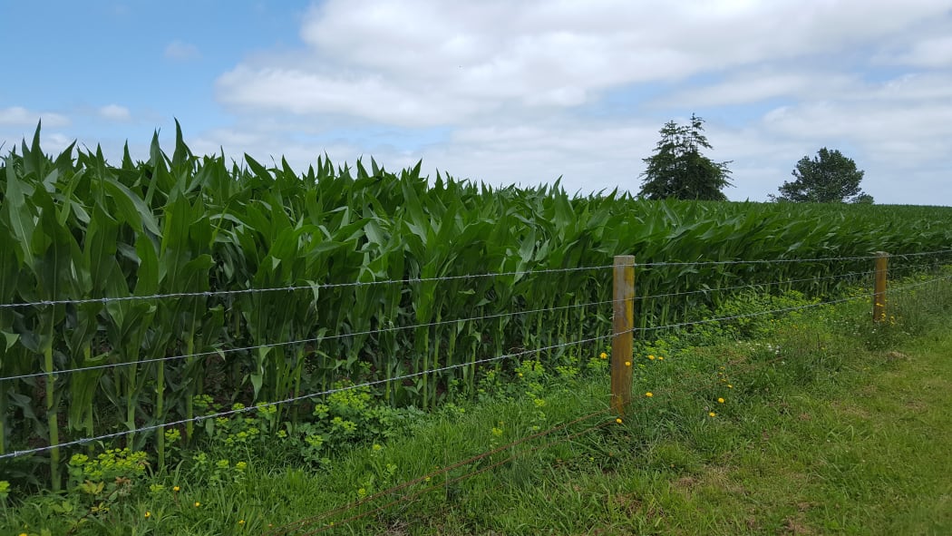Maize - December
