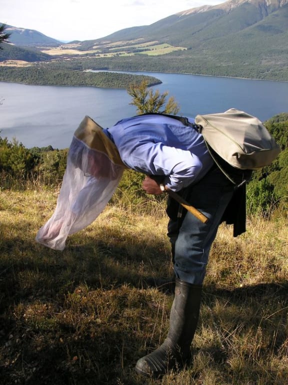 Moth specialist Robert Hoare at Nelson Lakes catching micromoths