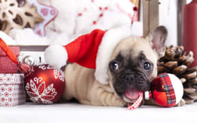 puppy christmas French Bulldog