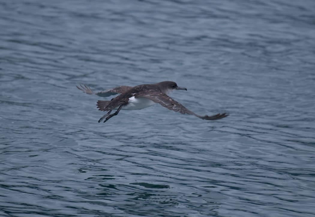 Fluttering shearwaters head to bass Strait and waters off southern Australia in winter.
