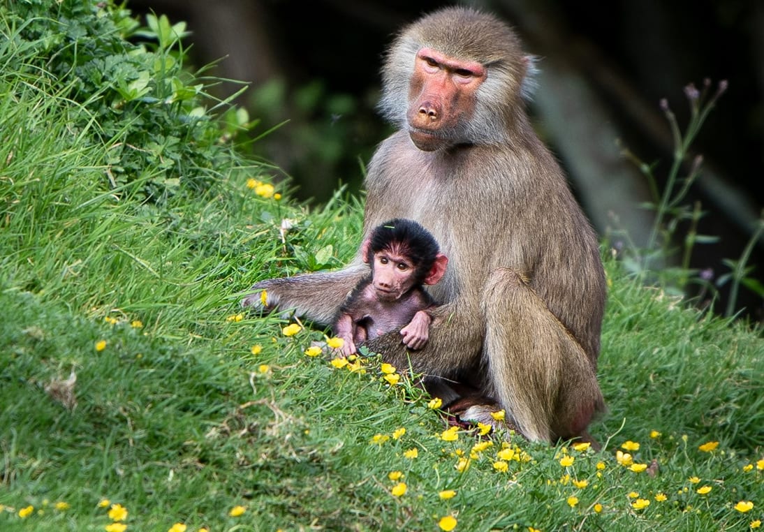 Auckland Zoo's new Hamadryas baboon.