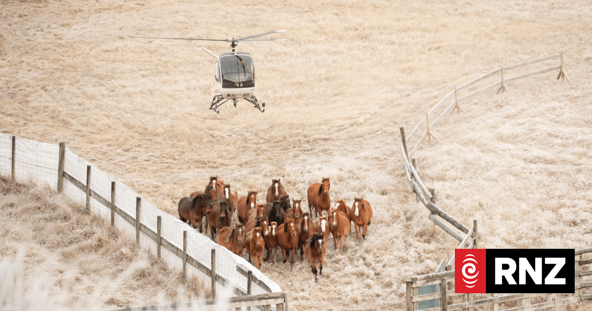 Kaimanawa horse muster to go ahead after funding uncertainty - RNZ by Field Correspondent