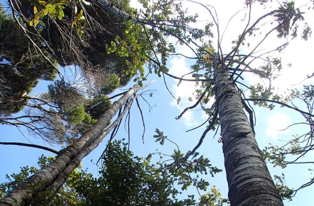 Dying kauri trees that are infected with kauri dieback disease.