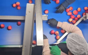 Apples being graded
