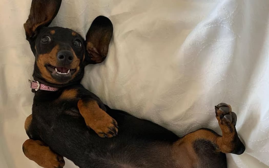 Valerie the dachshund.