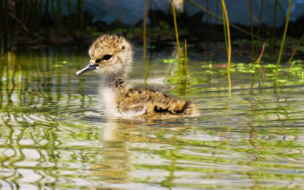 A fluffy kakī/black stilt chick.