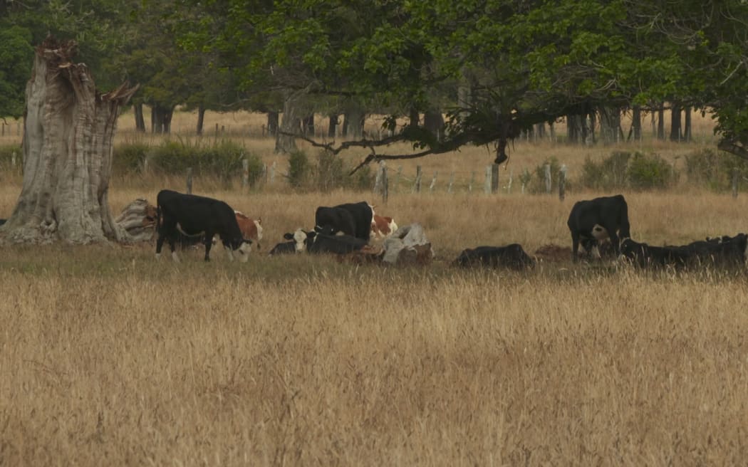 Paddocks dry from the Northland drought.
Kaikohe area