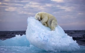 A polar bear sleeps on an iceberg off Norway's Svalbard archipelago.