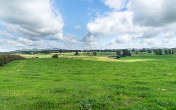 Long view New Zealand dairy farm  wide angle landscape and cattle in distance