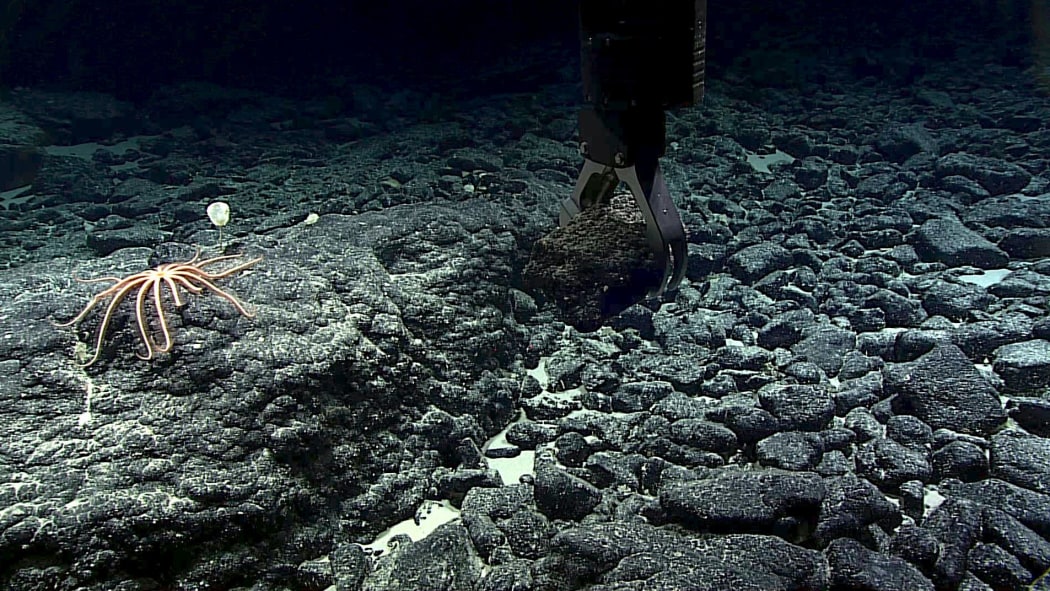A manganese-crusted rock sample being grabbed from the Te Tukunga o Fakahotu dive site, just north of the Manihiki Plateau, near the Cook Islands.