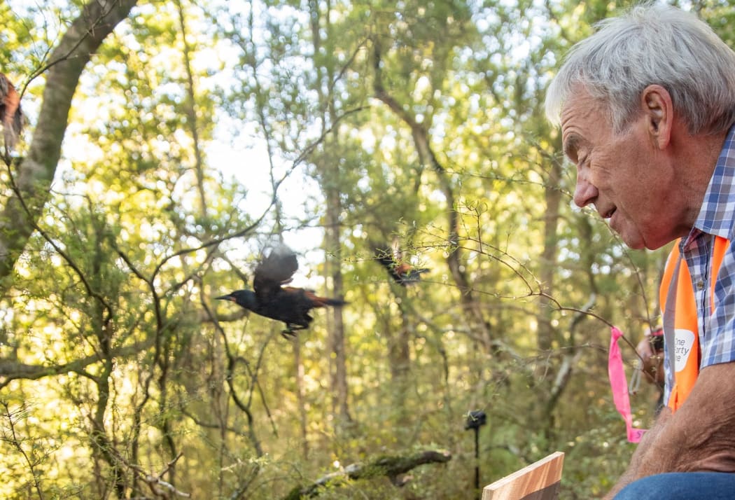 South Island tīeke or wattlebird being released at Brook Waimārama Sanctuary