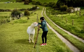 A miniature horse near Mt Taranaki