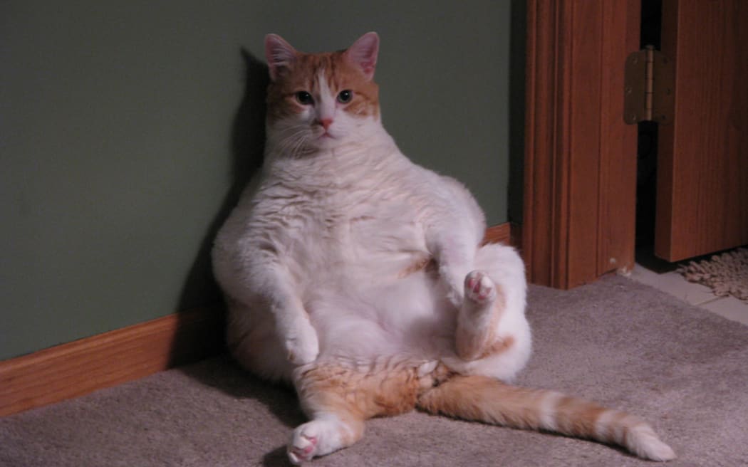 60 percent of all cats in the USA are overweight, according to a recent study