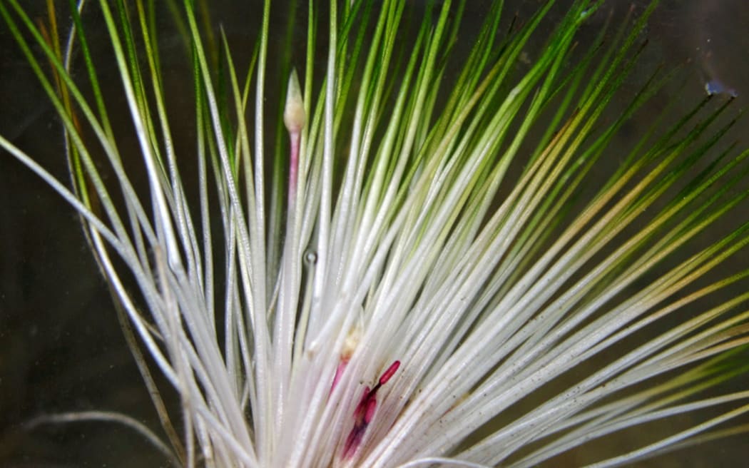 Forget that other election – the 55mm-high, lake-dwelling Trithuria inconspicua has just been voted New Zealand’s favourite plant for 2024. Photo: Dennis Gordon, NIWA