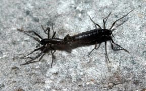 Antarctic midge