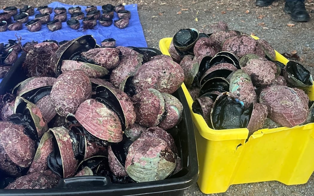 More than 400 pāua were illegally gathered on Kaikōura’s south coast