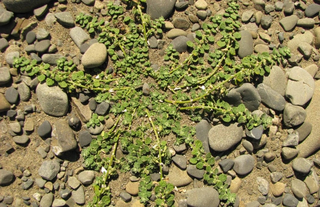 pygmy-goosefoot-green