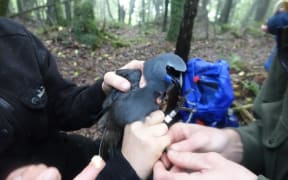 The female is processed soon after being caught.