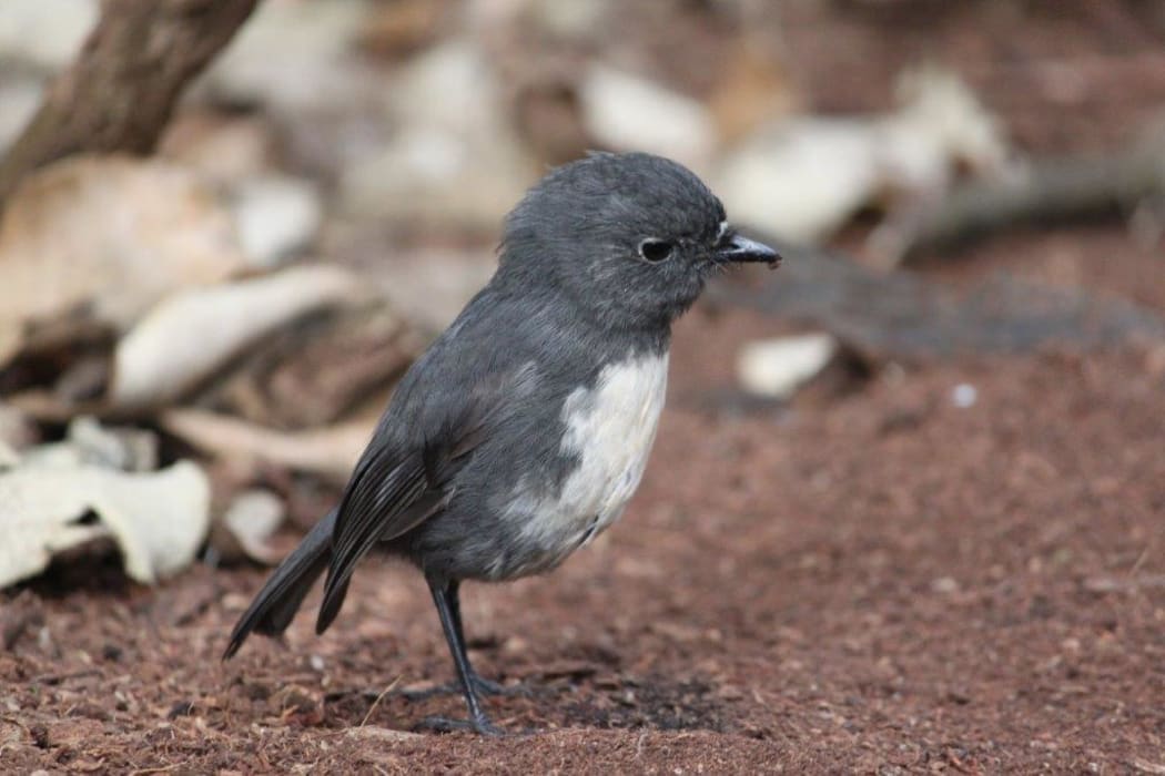 Toutouwai or bush robin