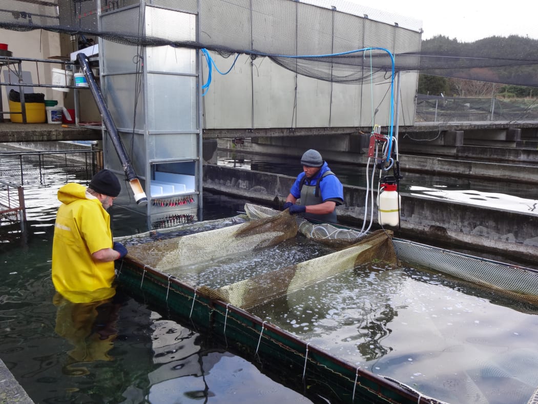 Female salmon ready to spawn are separated out, anaesthetised and killed before their eggs are collected.