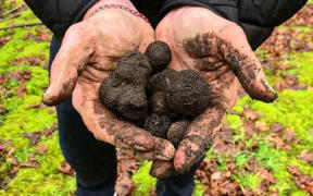 Black Diamond truffles