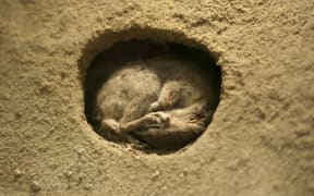 Hibernating Chipmunk