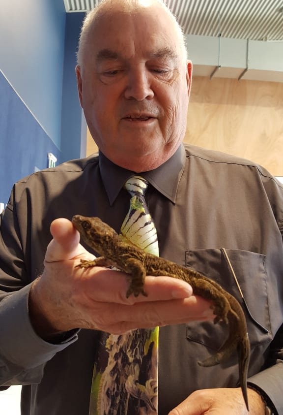 Lizard breeder Dennis Keall brought some of his reptiles along to the Koraunui bioblitz, including a handsome Duvaucel's gecko.