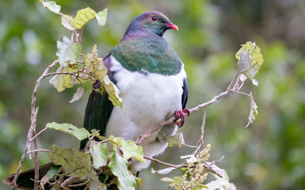 The New Zealand kererū