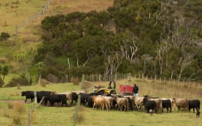 Cattle on Paua Station.