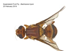 Queensland Fruit Fly.