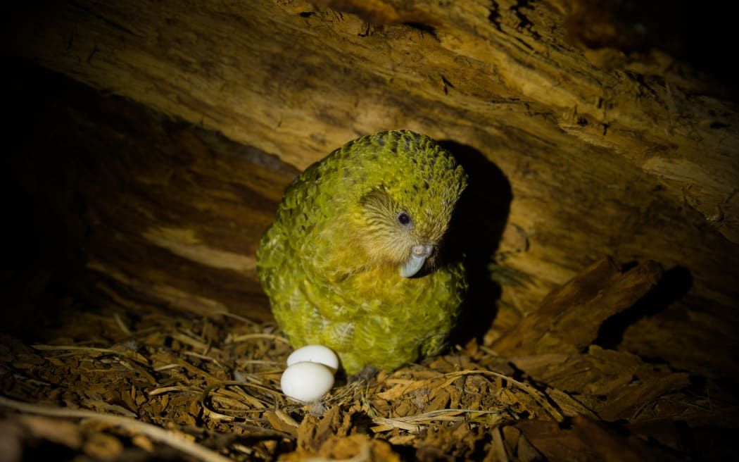 Ninihi is sitting down just off her two eggs, which are visible in front of her. She's got a nest made of branches leaves and twigs, and a roof of wood.