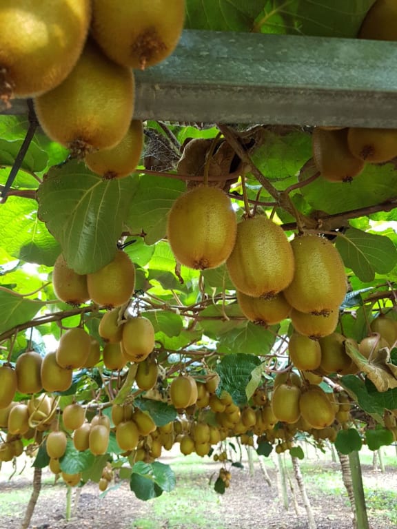 Haywood Green Kiwifruit