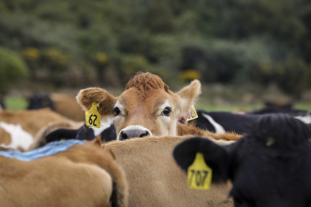 Brighter Future - Dairy. Dairy farming family the Mathieson's, Ewen, Dianne and Melissa talk about the boom and bust of their industry since 2008 and how they got through some of the tougher times.