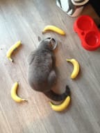 Banana Cat