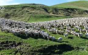 Cyclones bring reprieve for drought plagued North Canterbury