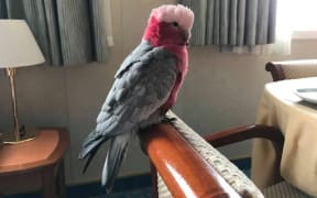 Harri - the stowaway Australian galah.