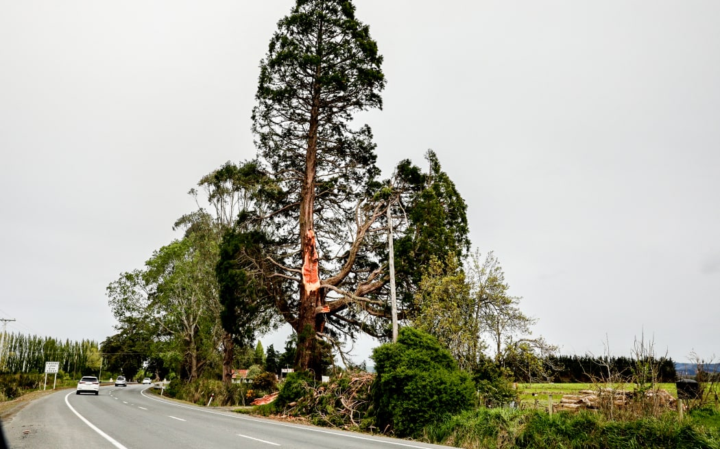 Large giant sequoia on SH1 south of Milton has had a large branch completely detach