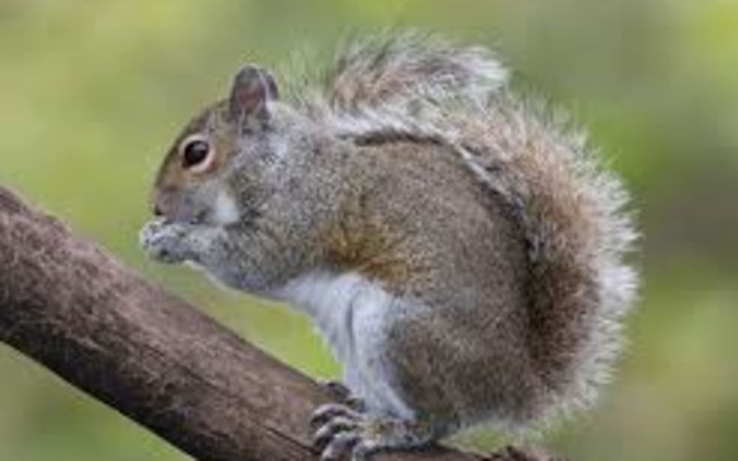 Squirrel