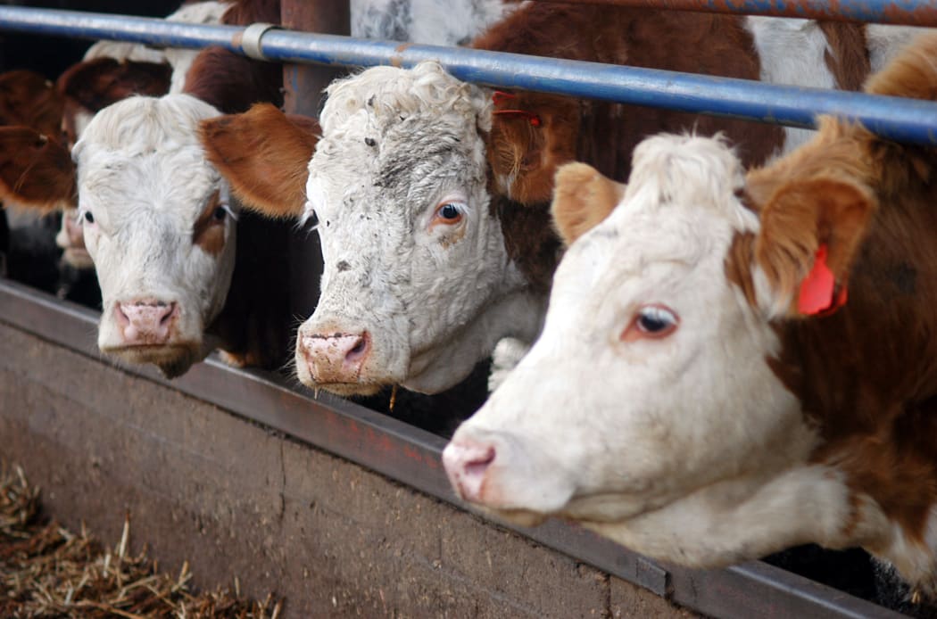 White and brown cows in a Dairy Cow Farm.