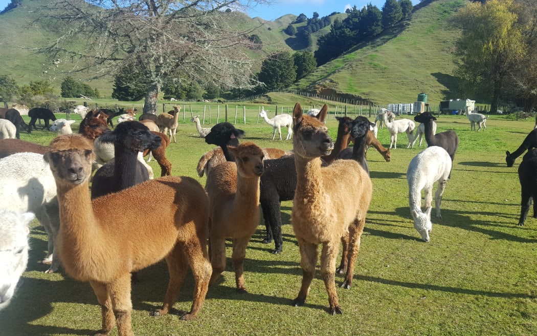 Alpaca