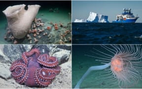 Top left, bottom left & bottom right: images of creatures found on the seafloor in Antarctica when a large iceberg broke off the George VI Ice Shelf captured by the ROV SuBastian. Top right: the research ship and broken off iceberg, captured by Alex Ingle.