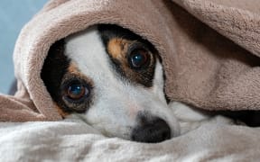 A terrier dog curled up on its bed