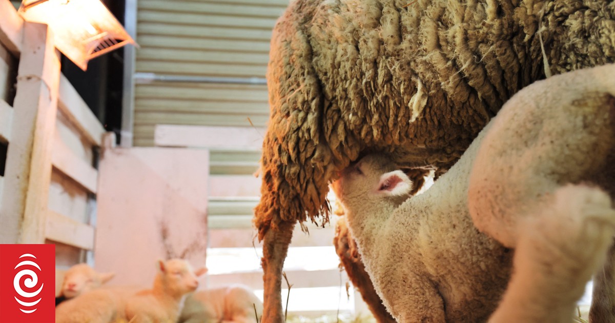Absolument de la brebis!  Un énorme agneau nouveau-né surprend un agriculteur