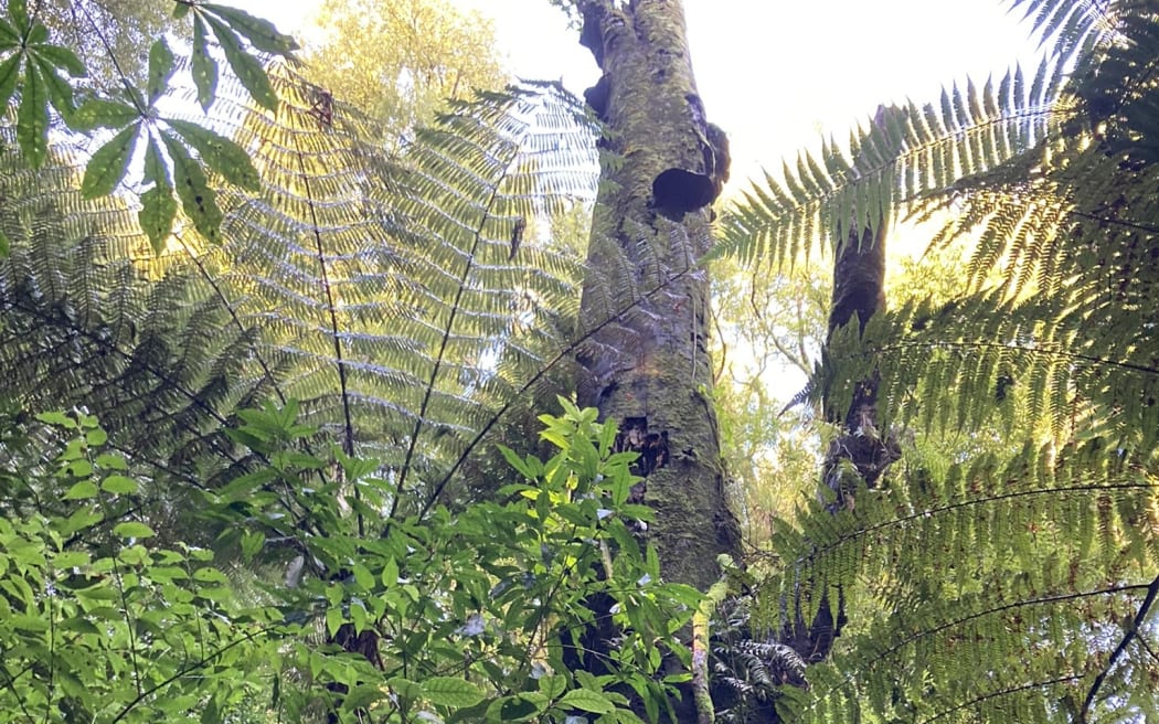 Photo taken of the skyline showing NZ bush and bracket fungi