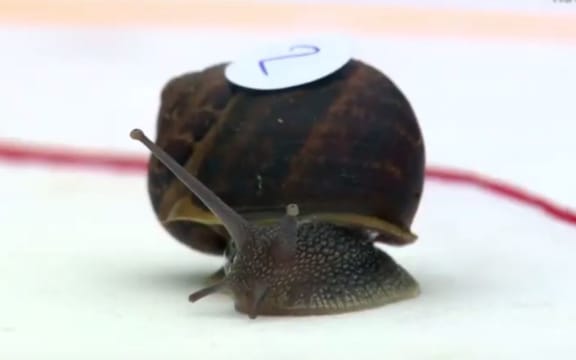 Snail racing