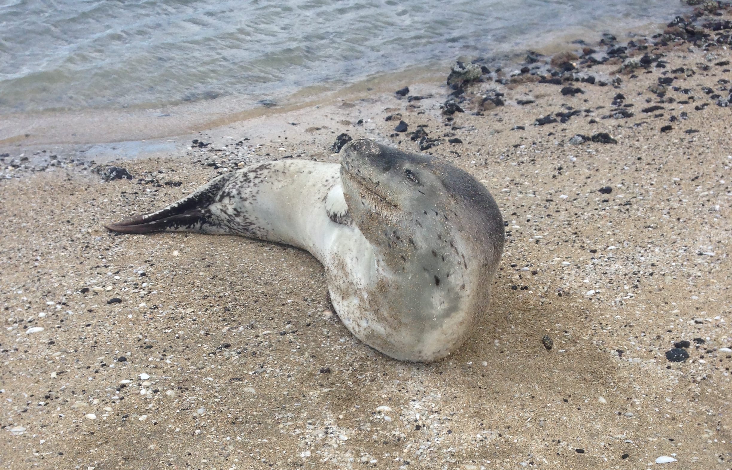 Novy the leopard seal at Rangitoto.