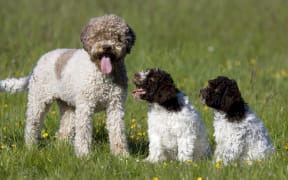 Dog and two puppies (Photo by Thorsten Milse / Robert Harding Heritage / robertharding via AFP)