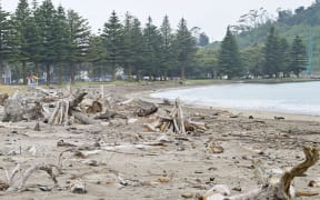 Debris on Waikanae/Midway beach