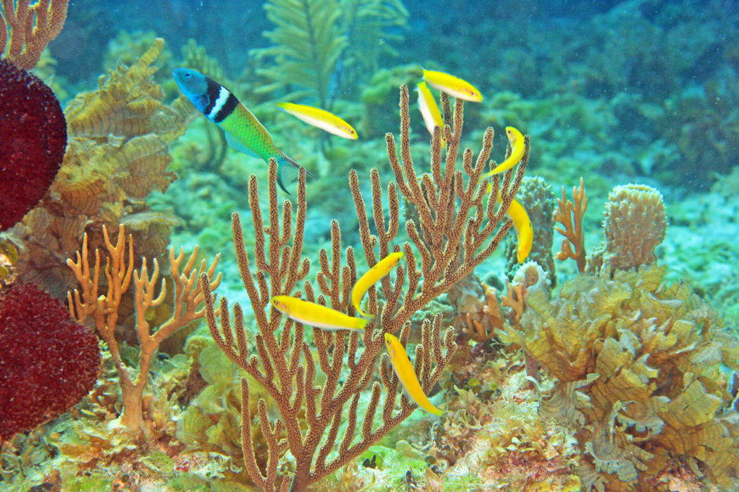 Can you spot the sneaker male? Distinctive territorial males (top left) defend courtship territories visited by groups of females, which may also include cryptic “sneaker” males.