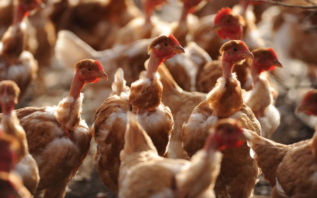 French Polynesia has suspended poultry imports from France after three strains of avian flu were identified in the Landes region.
